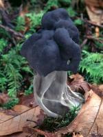 Black Elfin Saddle: Helvella lacunosa - fungi species list A Z